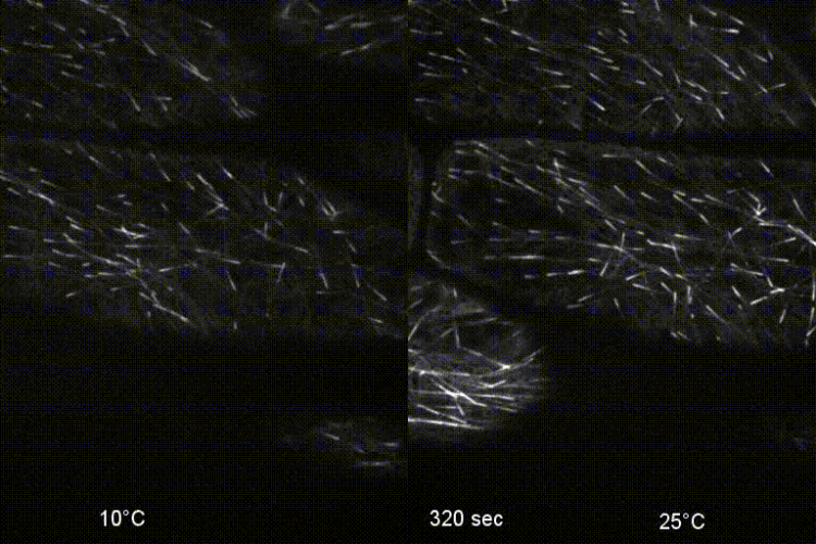 EB1b-GFP at 10°C and 20°C