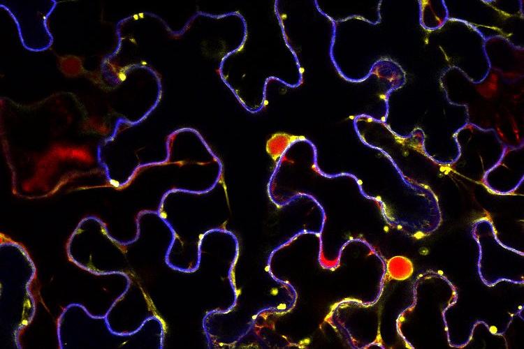 benthamiana triple color image