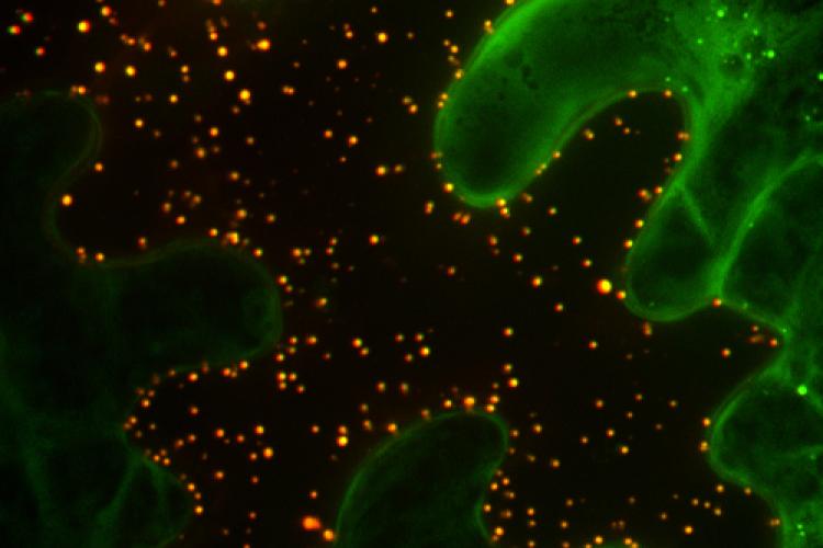 condensates